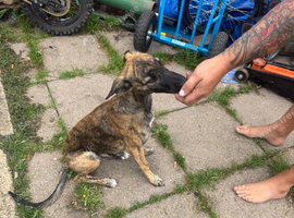 Gypys looking for her forever home