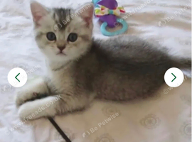 Blue-Silver Shaded Girl British Shorthair Kitten