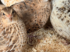 Coturnix and Celadon Quail