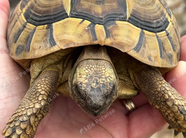 Male Hermanns tortoise for sale