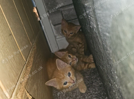 4 beautiful kittens left