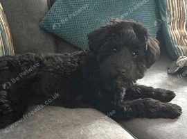 Beautiful 6-Month-Old Schnoodle Looking for His Forever Home