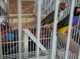 Males gouldian finches