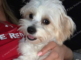 Playful & Friendly Male Maltipoo - Ready for His New Family