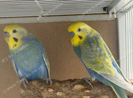 Bonded pair of rainbow budgies