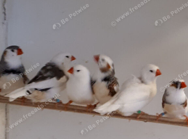 Zebra finches