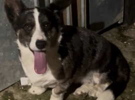 kc Corgi female