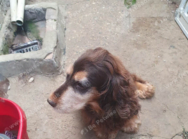 Female cocker spaniel