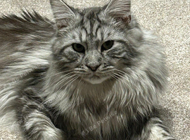 Two year old boy full silver maincoon