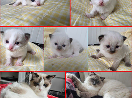 Stunning Ragdoll kittens.