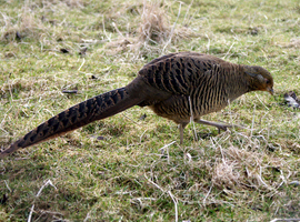 WANTED RED GOLDEN PHEASANT FEMALE