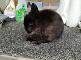 Siamese sable doe
