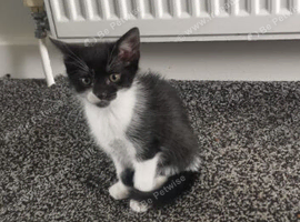 Kittens for sale