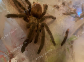 Caribbean diamond tarantula