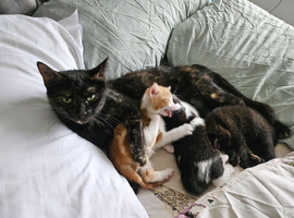 2 Kittens For Sale