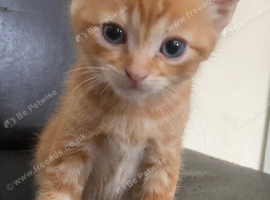 Kittens