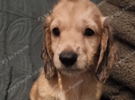 Cream Standard Longhaired Dachshund Puppies