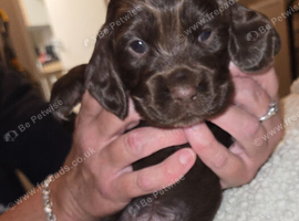 Cocker spaniel Puppies forsale