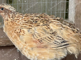 Corturnix Quail