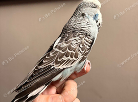 Grey exhibition budgie male