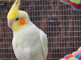 2 year old Lutino male Cockatiel