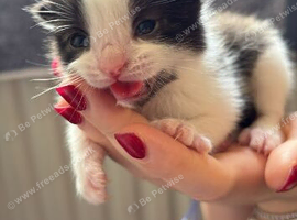 2x beautiful male kittens