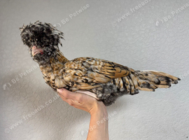 Polish Rooster