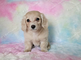 Beautiful long haired cream mini girl