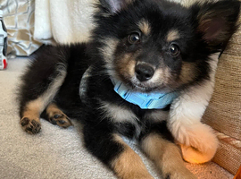 Boy for sale 12 weeks old