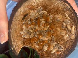30 mixed porcellio laevis isopods(COLLECTION ONLY)