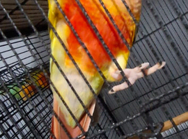 High red pineapple
