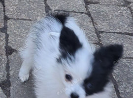 Beautiful papillon puppies