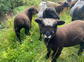 Ryeland Pure Bred White and Coloured Lambs from &pound;145