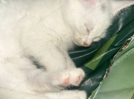 Kittens