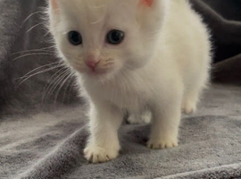 White kitten and tuxedo kittens ready to leave