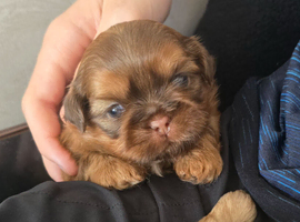 Stunning Imperial Shihtzu Puppies
