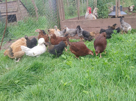 Rhode island red pullets