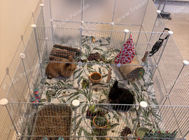 Two bonded lionhead bunnies for rehoming