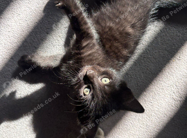 Black kittens
