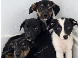 Classic "Old School" Lurcher Puppies - Loving Family Companions