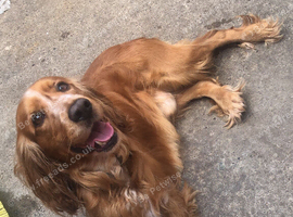 Cocker spaniel