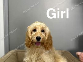 Petal gorgeous 2 cockapoo girls have had all injections done