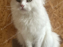Big loving Persian x Maine Coon boy!