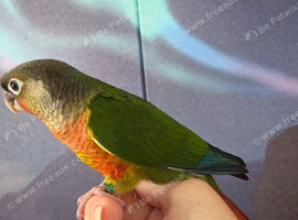 Hand reared tame yellowsided gcc (12)