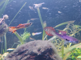 Perfect little aquarium starter fish only (21 items no tank)