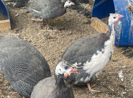 10 x Guinea fowl