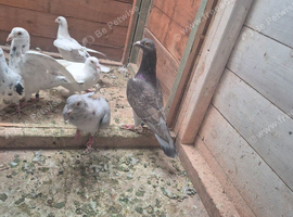 Cock birds for sale