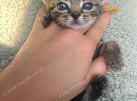 Pure Canadian x tabby/bengal