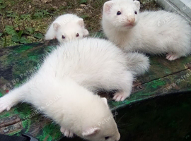 Ferret kits for sale