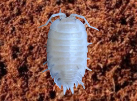 Porcellio laevis 'Snow White' &mdash;  FREE UK DELIVERY &mdash; Pure White &mdash; Healthy Stock